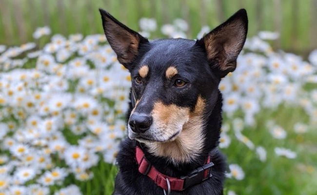 Oz, the Australian Kelpie