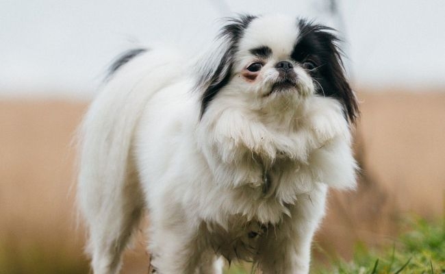 Doggy member Maybe, the Japanese Chin enjoying their walk