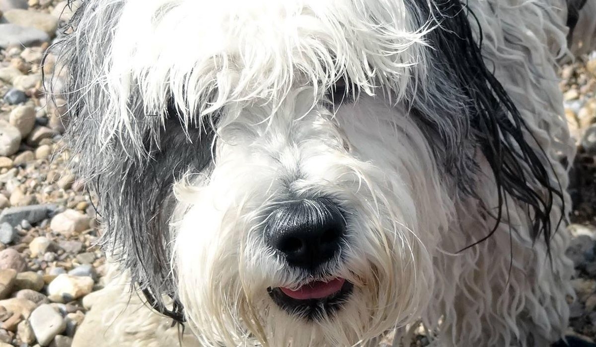 A close up of Zog, a bit damp on a pebble beach