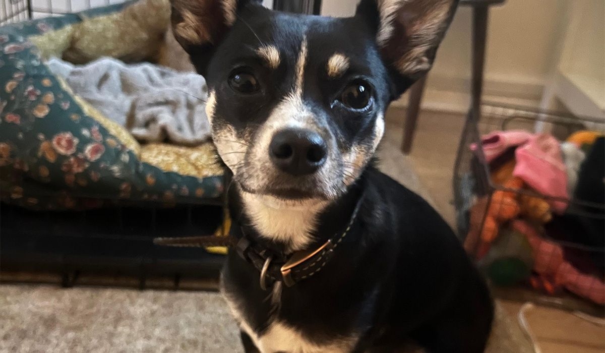 A small black and white dog sits in front of a crate looking at the camera