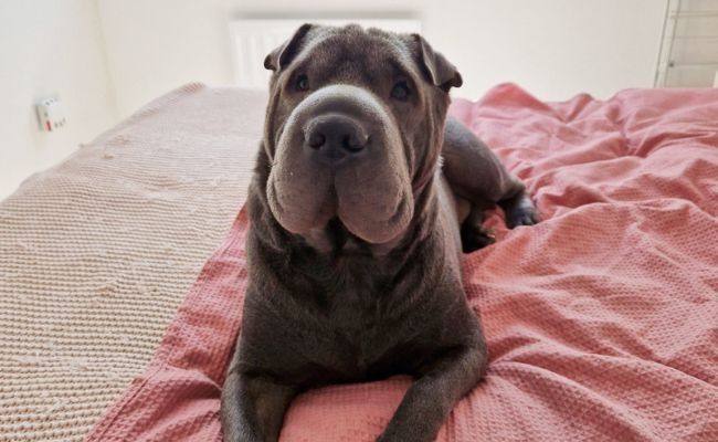 Moose, the Shar Pei