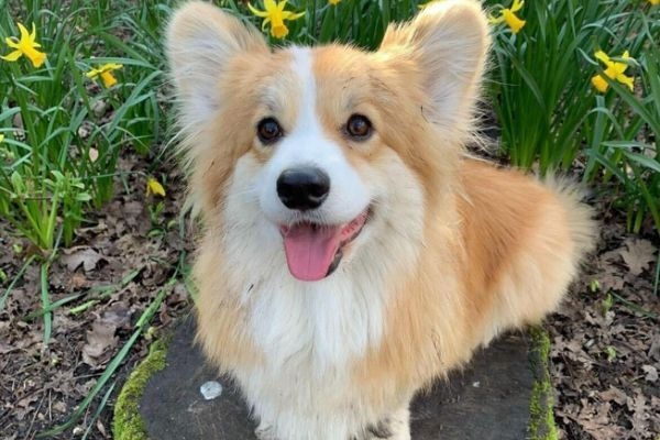 Maple, the Pembroke Welsh Corgi