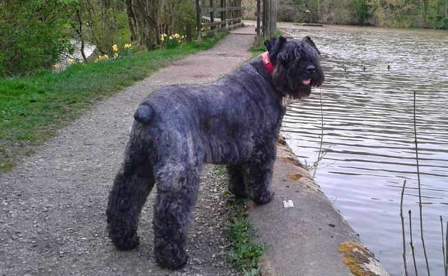 Bonnie, the Bouviers des Flandres