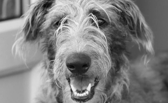 Derek, the Deerhound