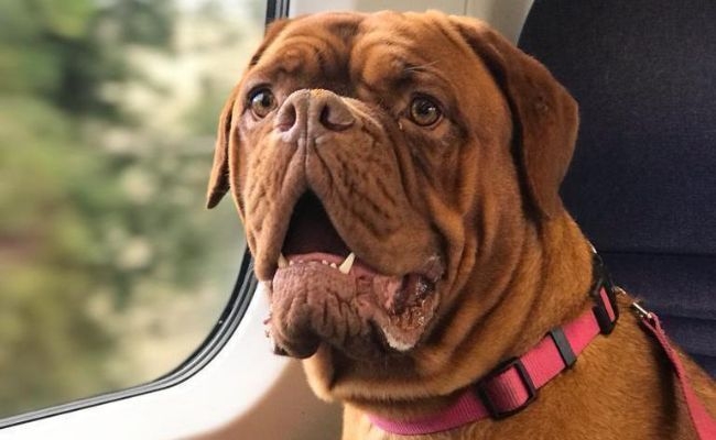 Diddy, the Dogue de Bordeaux