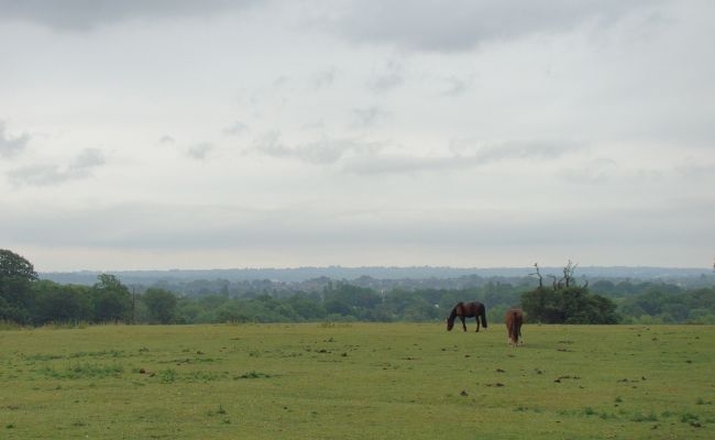 Ponies grazing in the distance on the Hawkwood Estate overlooking Petts Wood