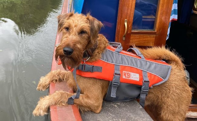 Tudor, the Irish Terrier