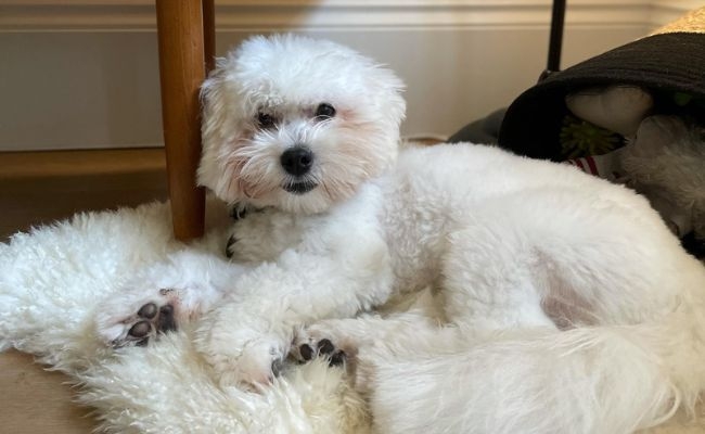 Indie, the Coton de Tulear