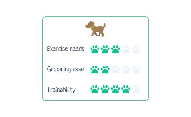 Bichon Frise  Exercise needs 3/5 Grooming Ease 2/5 Trainability 4/5