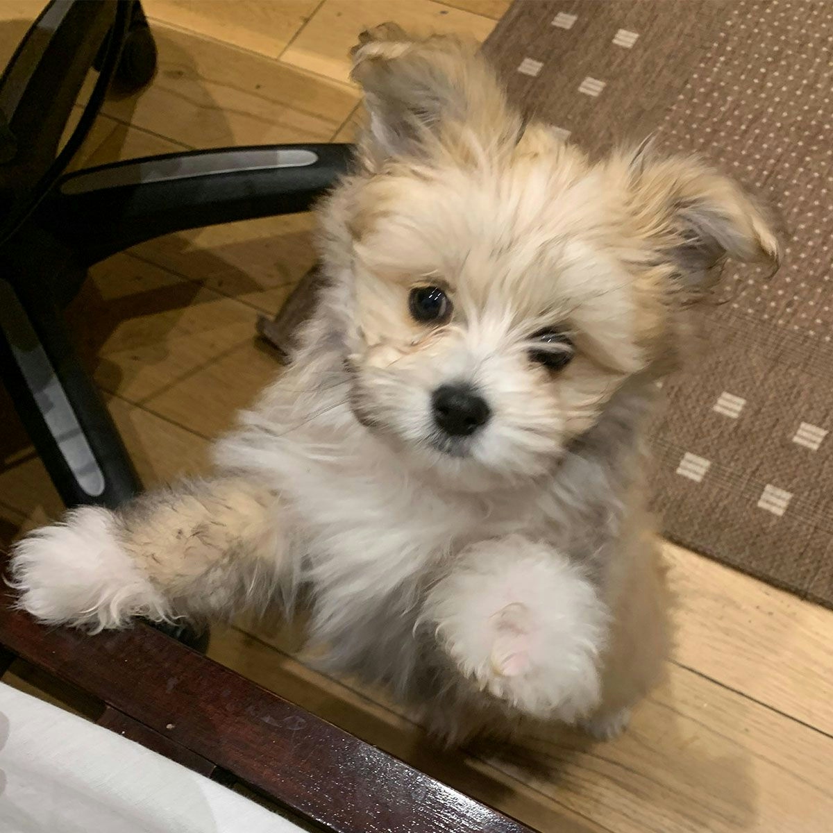 Fluffy dog jumping up with their paw in the air