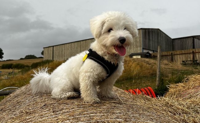 Jersey, the Coton de Tulear