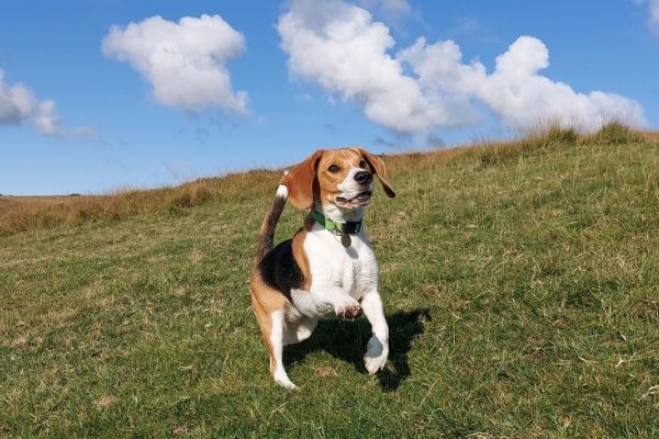 Wendy, the Beagle