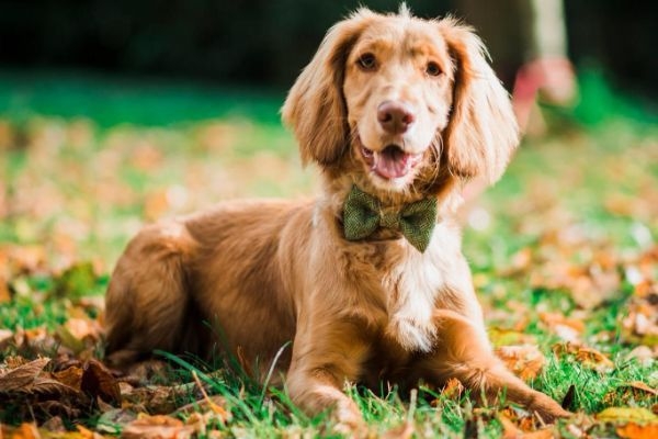 Albie, the Cocker Spaniel, on an autumn walk