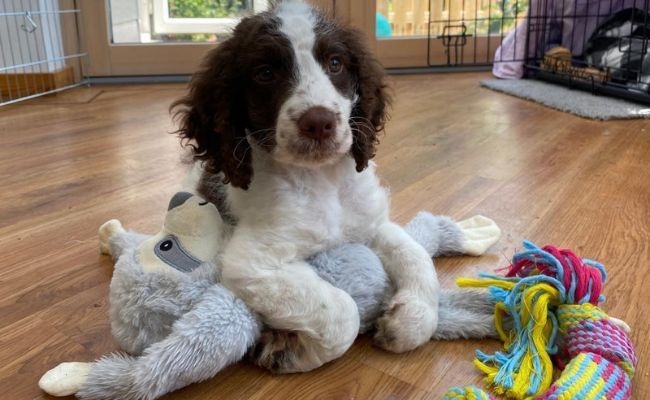 Milo, the Cockapoo lying on top of his monkey toy!