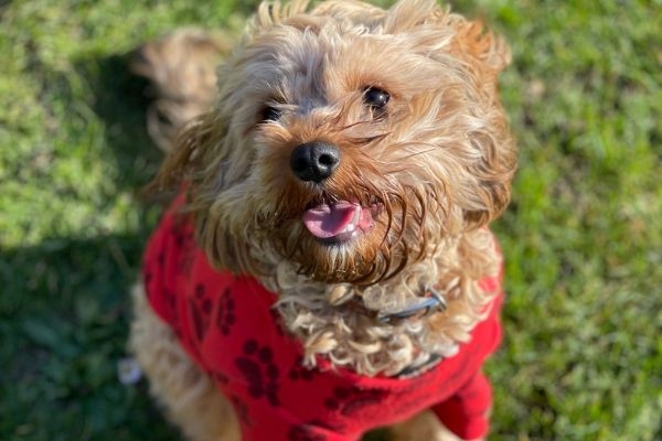 Astra, the Cavapoo