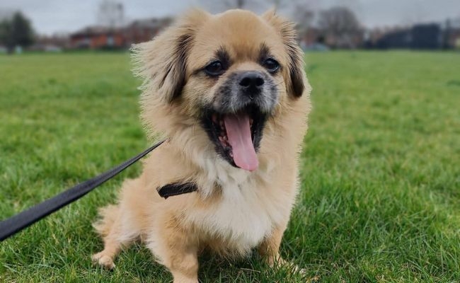 Sammy, the Tibetan Spaniel