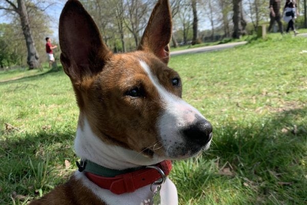 Elektra, the Basenji