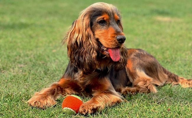 Sully, the Cocker Spaniel