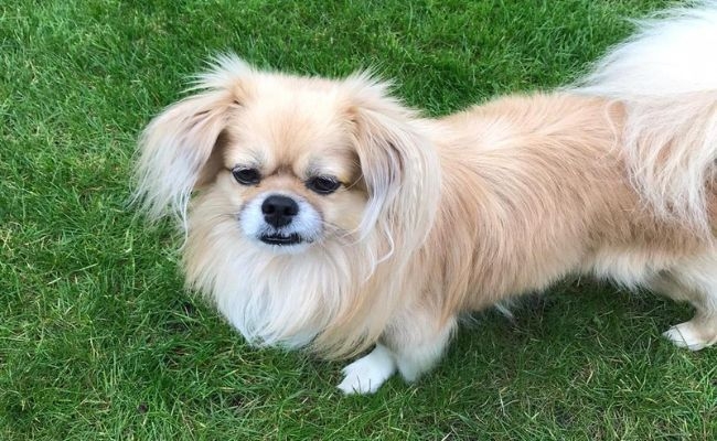 Loki, the Tibetan Spaniel