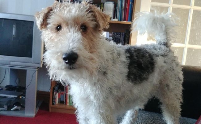 Oscar, Wire Fox Terrier