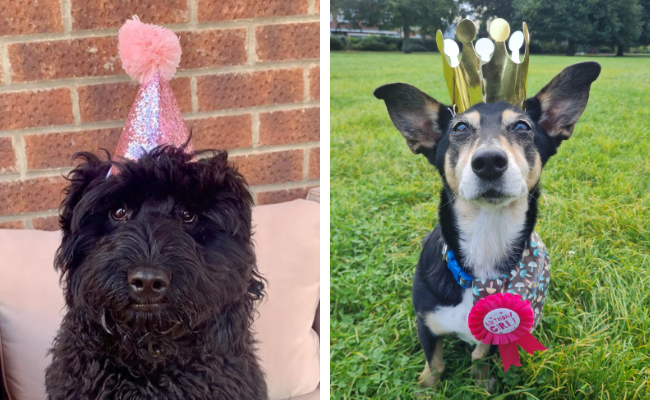 A black, fluffy cockapoo sitting pretty wearing a pink birthday hat and a small tri-coloured dog with cute, big ears wearing a birthday crown and badge 