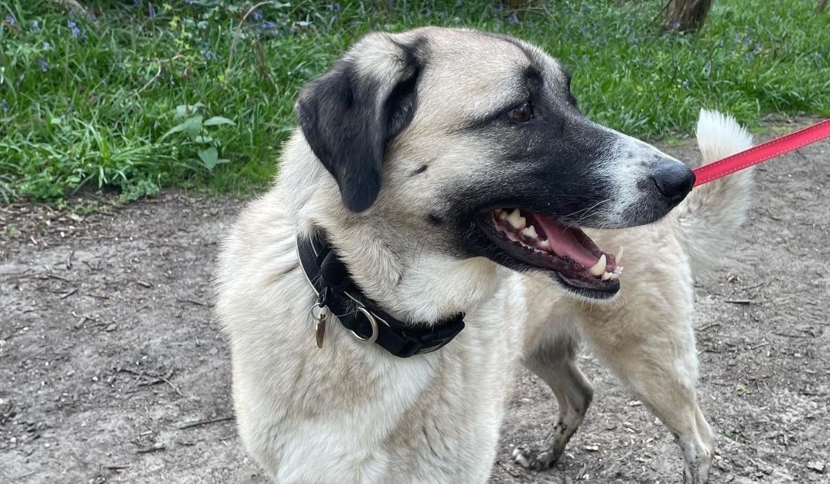 Kangal Shepherd dog