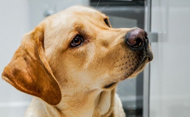 Doggy member Woody, the Labrador Retriever waiting intently for their dinner