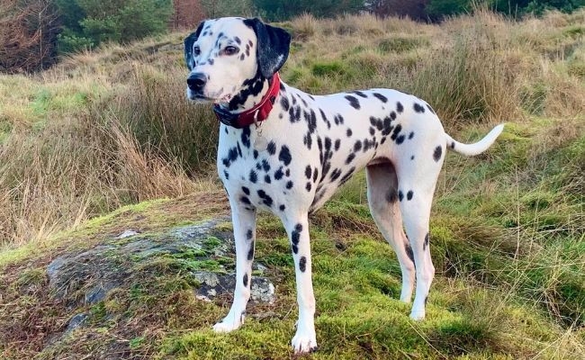 Penny, the Dalmatian