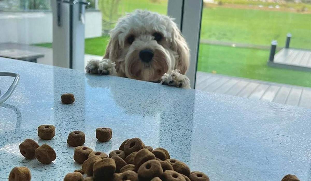 dog looking hopeful at some kibble