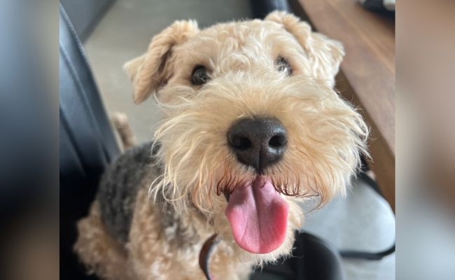 Reggie, the Lakeland Terrier