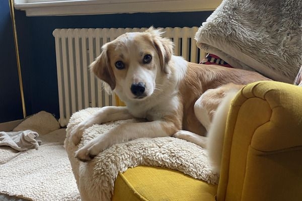 Rosie, the Cross Breed, happily dozing on a yellow sofa