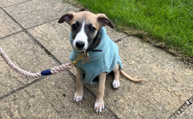 Wilma, the Whippet wearing a blue fleece jacket ready for a winter walk