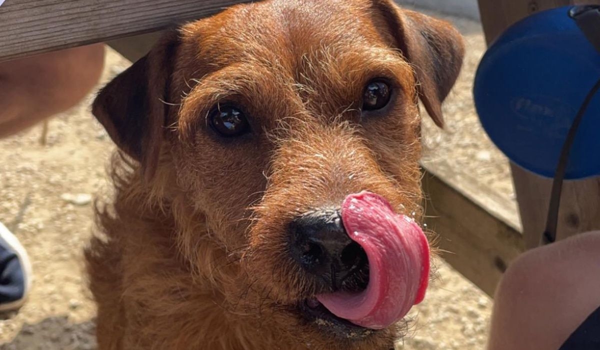 A dog stands under a picnic table, licking their chops