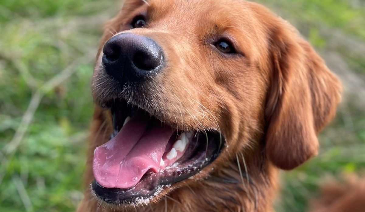 Pet shops in Halifax