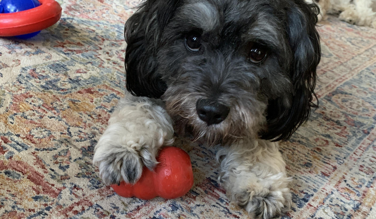 An adorable, black and white fluffy pooch has their paw on a small kong toy filled with treats.