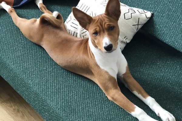 Enzo, the Basenji