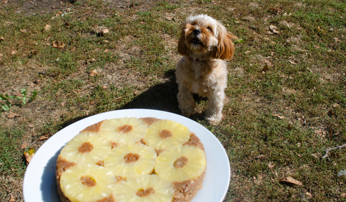 A cute, golden dog sits waiting for the plate of Pineapple Pupside Down Cake which is heading towards the dogs direction.