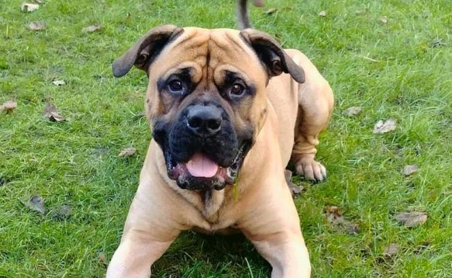 Hamish, the Bullmastiff