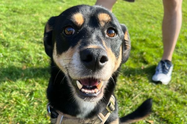 Ollie the Cross Breed enjoying a game with his furever family in the sunshine