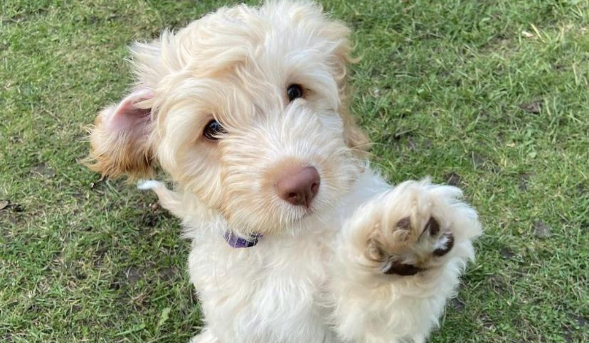 A sweet, fluffy pooch with a brown button nose is sitting on the grass holding their paw up ready to "touch".