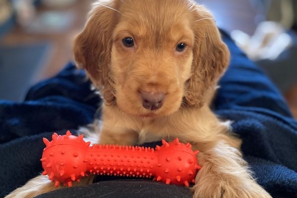 Neville, the cocker spaniel