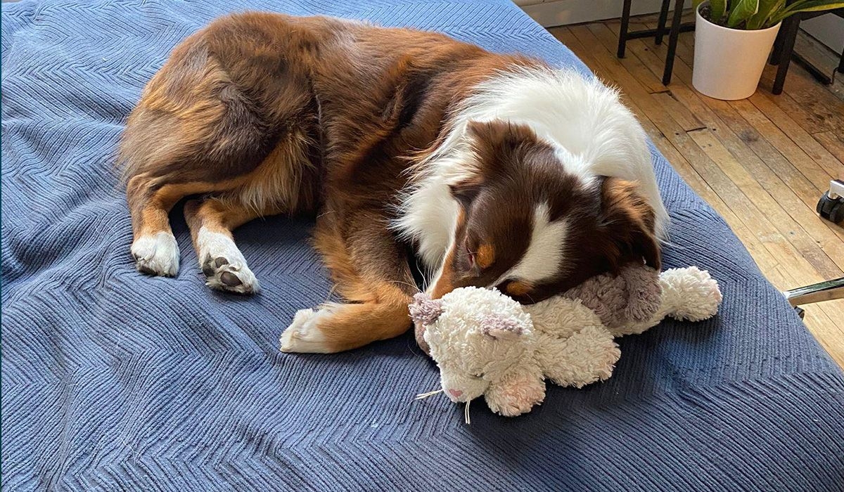 A collie curls up with a favourite toy at the end of a bed