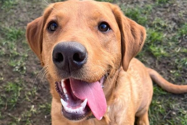 Georgie, the Labrador retriever