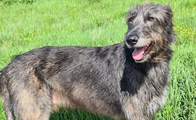 Merlin, the Irish Wolfhound, enjoying a sunny walk