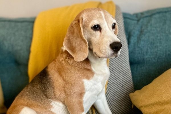 Georgie the Beagle sat on the sofa waiting for dinner time