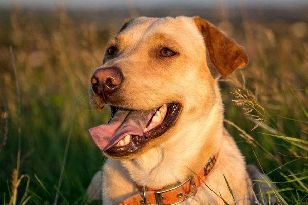 Milo, the Labrador retriever