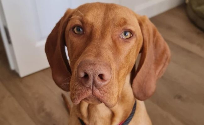 Frakk, the Hungarian Vizsla