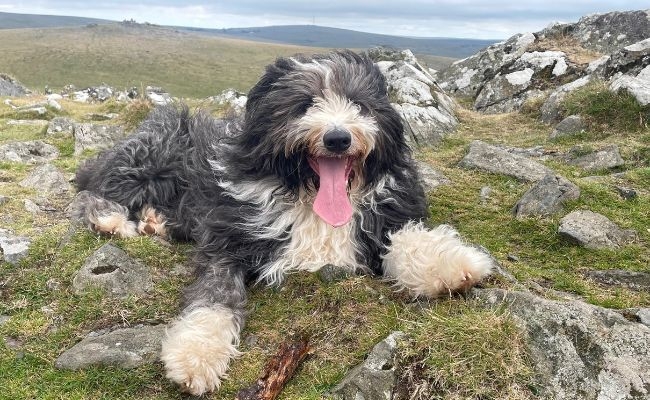 Buzby, the Bearded Collie