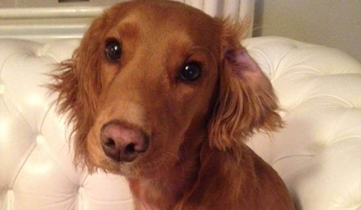 A handsome red dog sits on a white sofa with one ear folded back