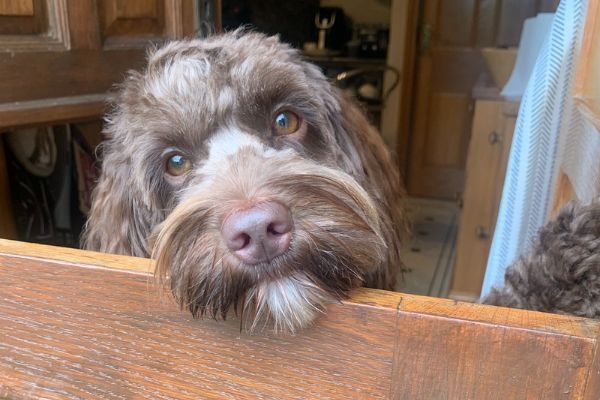 Rolo the Labradoodle resting his head on the bottom half of the cottage stable door